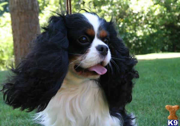 Stud Dogs - Cavalier King Charles Spaniel