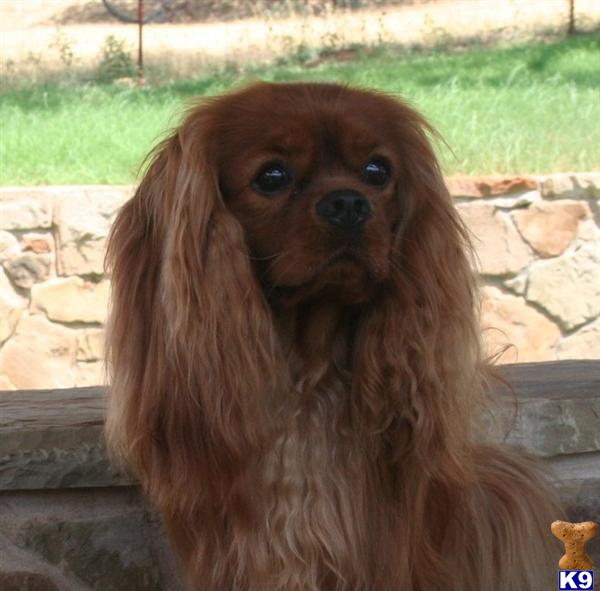 Stud Dogs - Cavalier King Charles Spaniel