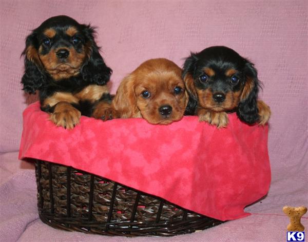 Puppies in Weatherford