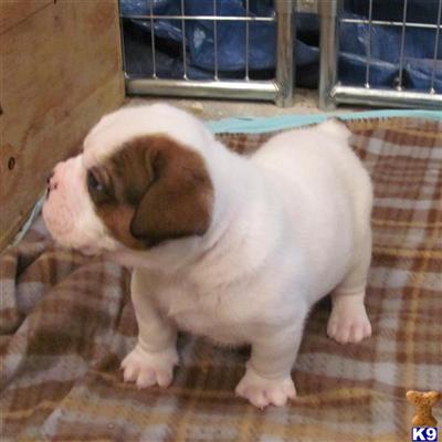 Puppies in IN