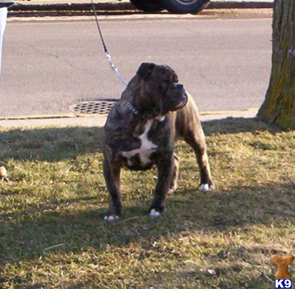 Dogs - Old English Bulldog