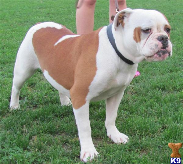 Dogs - Old English Bulldog