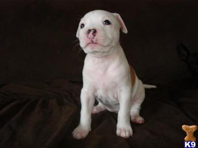 American Pit Bull Puppies in FL