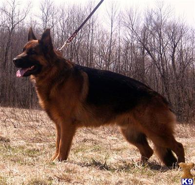 Stud Dogs - German Shepherd