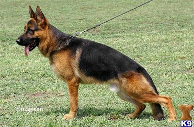 Dogs for Sale in WI