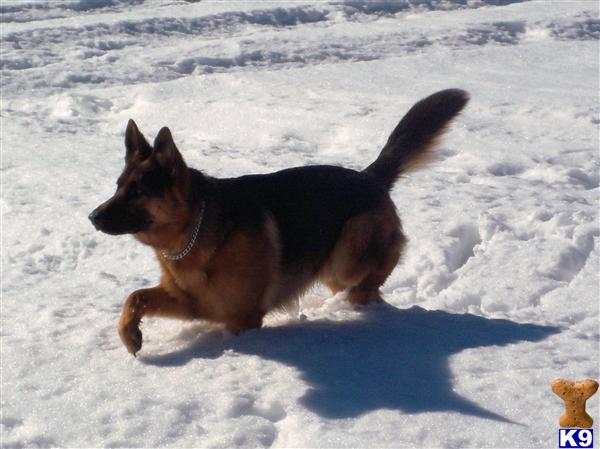 Stud Dog