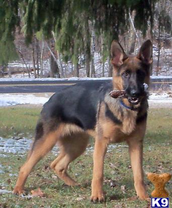 German Shepherd Puppies in WI