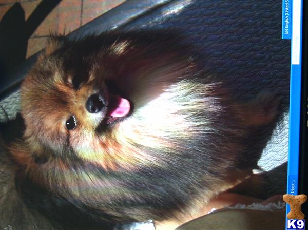 Stud Dogs - Pomeranian