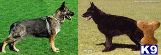 German Shepherd Puppies in CA