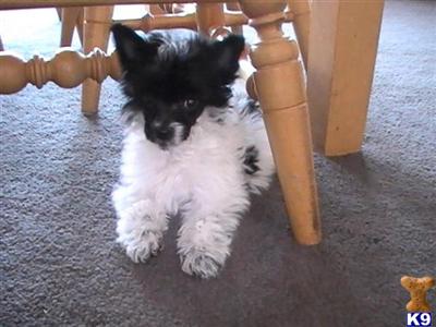 Chinese Crested Puppies for Sale