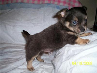 Chihuahua Puppies in FL