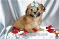 Havanese