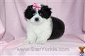 Havanese