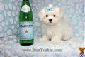 Maltese