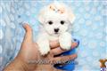 Maltese