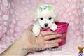 Maltipoo