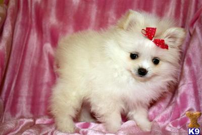 Puppies in LOS ANGELES