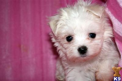 Maltese Puppies in CA
