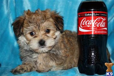 Mixed Breed Puppies in CA