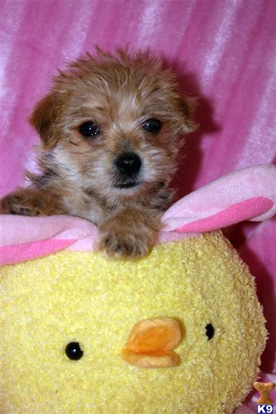 Mixed Breed Puppies in CA