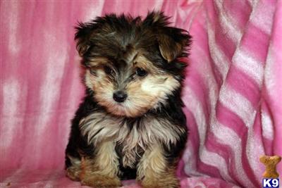 Mixed Breed Puppies in CA