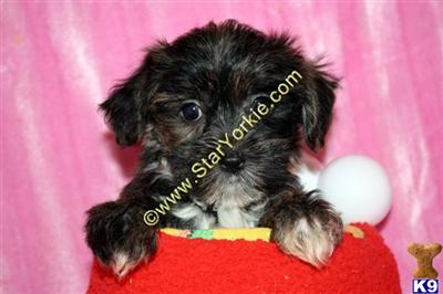 Mixed Breed Puppies in CA