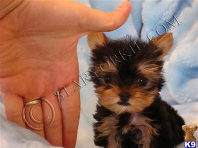 Puppies for Adoption