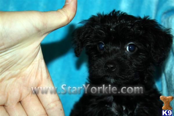 Mixed Breed Puppies in CA