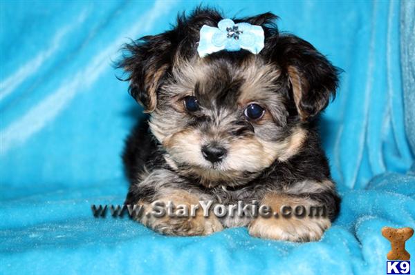 Mixed Breed Puppies in CA