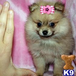 Puppies in LOS ANGELES
