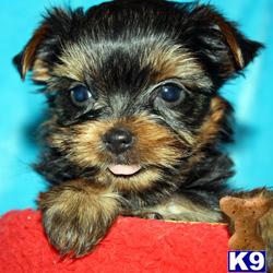 Puppies in LOS ANGELES