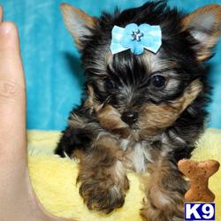 Puppies in LOS ANGELES