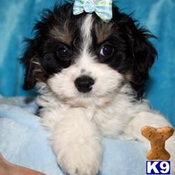 Puppies in LOS ANGELES