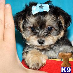 Mixed Breed Puppies in CA