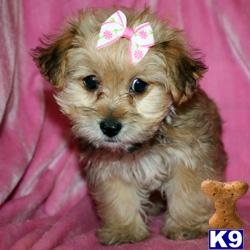 Puppies in LOS ANGELES