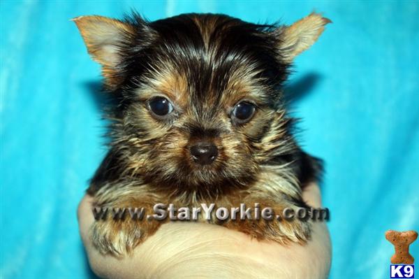 teacup pomeranian puppies for sale in bakersfield ca pomeranian puppies for sale in california teacup pomeranian puppies for sale in bakersfield ca pomeranian puppies for sale in california