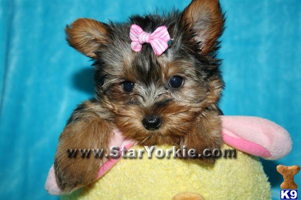 Puppies in LOS ANGELES