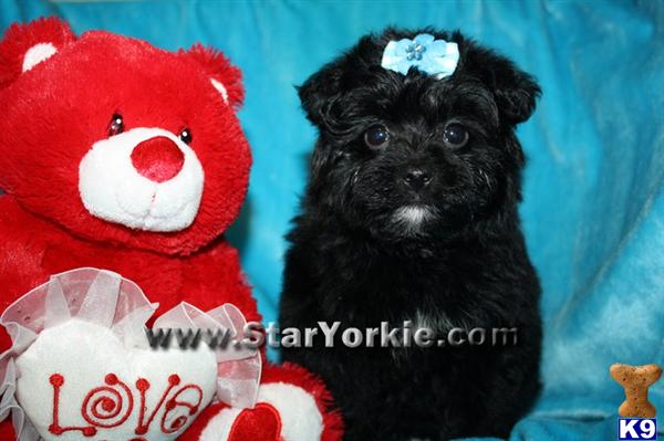 Mixed Breed Puppies in CA