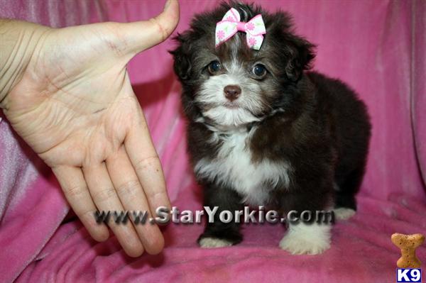 Mixed Breed Puppies in CA