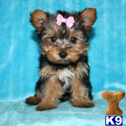Puppies in LOS ANGELES