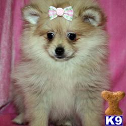 Puppies in LOS ANGELES