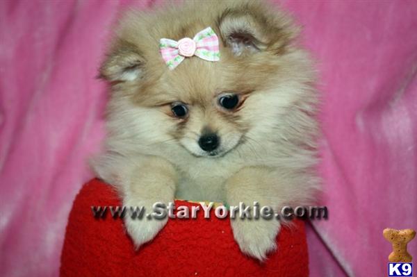Puppies in LOS ANGELES