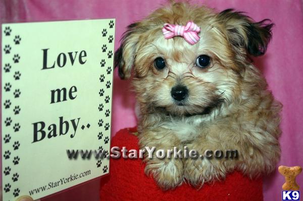 Mixed Breed Puppies in CA