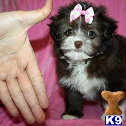 Mixed Breed Puppies in CA