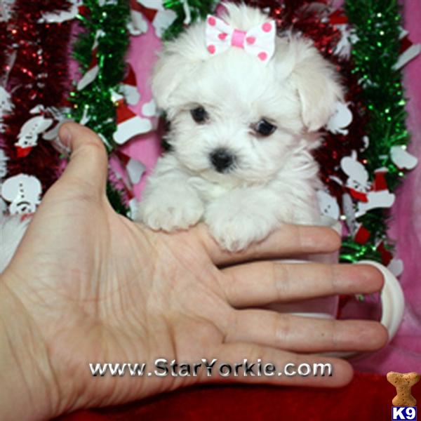 Maltese Puppies in CA