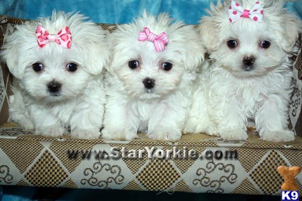 Maltese Puppies in CA