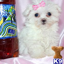 Maltese Puppies in CA