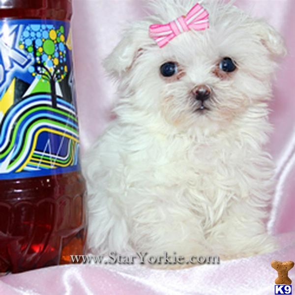 Dogs - Maltese