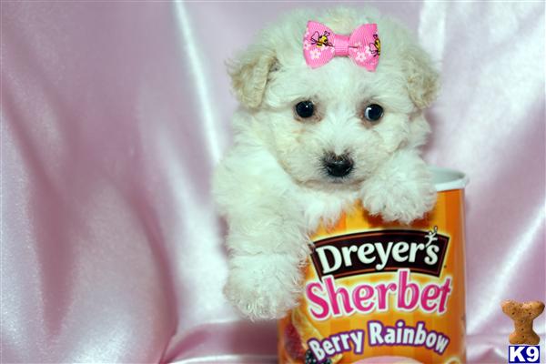 Maltese Puppies in CA