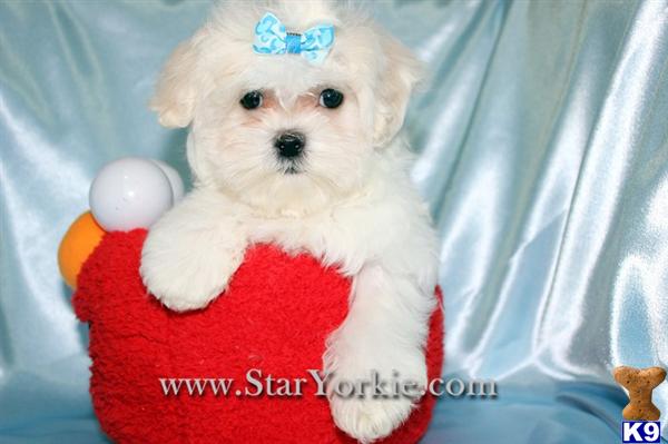 Maltese Puppies in CA